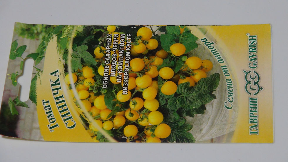 Here is the СИНИЧКА Micro Dwarf Tomato, Solanum lycopersicum. This micro Dwarf tomato originates from Russia. These plants ca