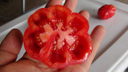 Pink Accordion Tomato | hrseeds