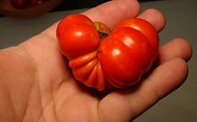 Here is the Costoluto Genovese Tomato, Solanum lycopersicum, This tomato is an old world Italian tomato dating back to the 1800's! This tomato is considered a "ugly" or " fluted" type. They are great producers with fruit sizes 2 to 7 OZs and are crack-resistant with smooth skinned fruits and a nice balance of sweet and tangy flavor witch makes a great tomato sauce. They are Mid-season, indeterminate, regular leaf type tomato verity. Resistance to fusarium wilt and verticillium wilt. Semi-Determinate. Open pollinated 80 days.