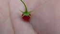 Here is the Capsicum rhomboideum Pepper also known as the Capsicum ciliatum, Scoville units: 000 SHU. It is a perennial member of the genus Capsicum and is considered a distant wild relative of the chili pepper. Its fruit do not have any pungency or heat and are a 0 on the Scoville Heat Unit scale. It gets its name from the rhomboidal to elliptical shape of its leaves. It is native to Mexico, Central America, and Andean region of South America. It can take up to 4 years before it flowers and fruits! the plants can get quite big as large as 8 feet tall and spreads out just as wide. The berries or peppers if you will, are about 1/4 inch at best and a deep mahogany red color. after the 4 year waiting period they become pretty good producers! NOT a beginner plant. Open pollinated seeds can take up to 3 months to sprout. 100+ days.