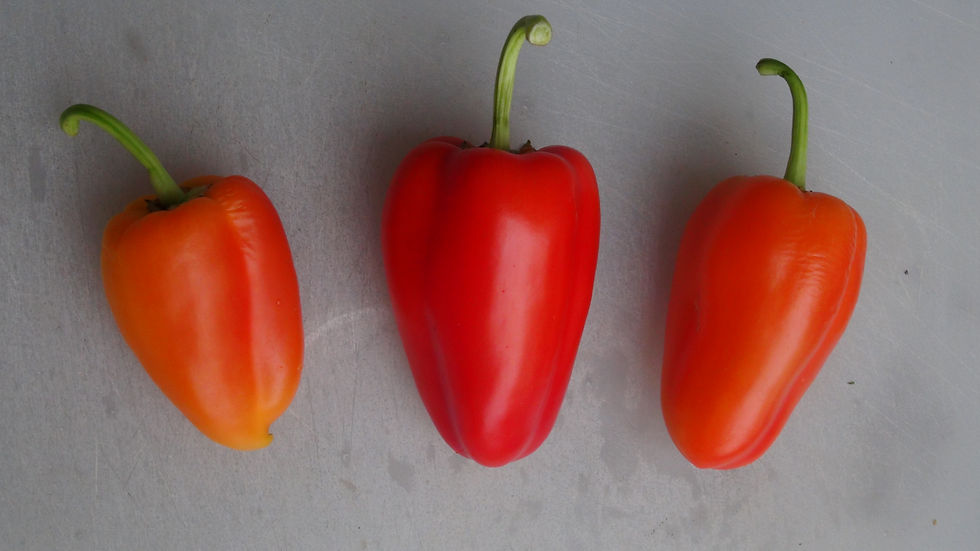Thumbnail: Here is the Gypsy sweet Pepper, Capsicum annuum, Scoville units: 000 SHU. The Gypsy sweet Pepper originates from the USA and