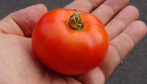 【レッチリとまと】 Tumbling Tom Red Tomato Seeds – Pepper Joe's