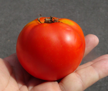 Here is the Celebration Tomato, Solanum lycopersicum, new for 2019. Please don't confuse this with the Celebrity Tomato. This Determinate, regular-leaf slicer tomato is a commercial variety which is an improved version of the celebrity tomato. Tho it is considered a HY Hybrid, we found this variety to come true every year from seed.  It is a good producer an found this tomato variety to be very hardy and resistant to most blights, FW1&2, TMV, V and Crack, drought and disease resistant. The fruits do vary in size and can reach 3" across and 3 to a bract. Great for making sauces or eating fresh in salads, open pollinated 70 days.