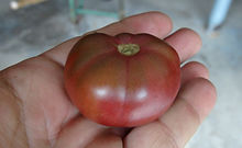 Dwarf Velvet Night Tomato (10).JPG