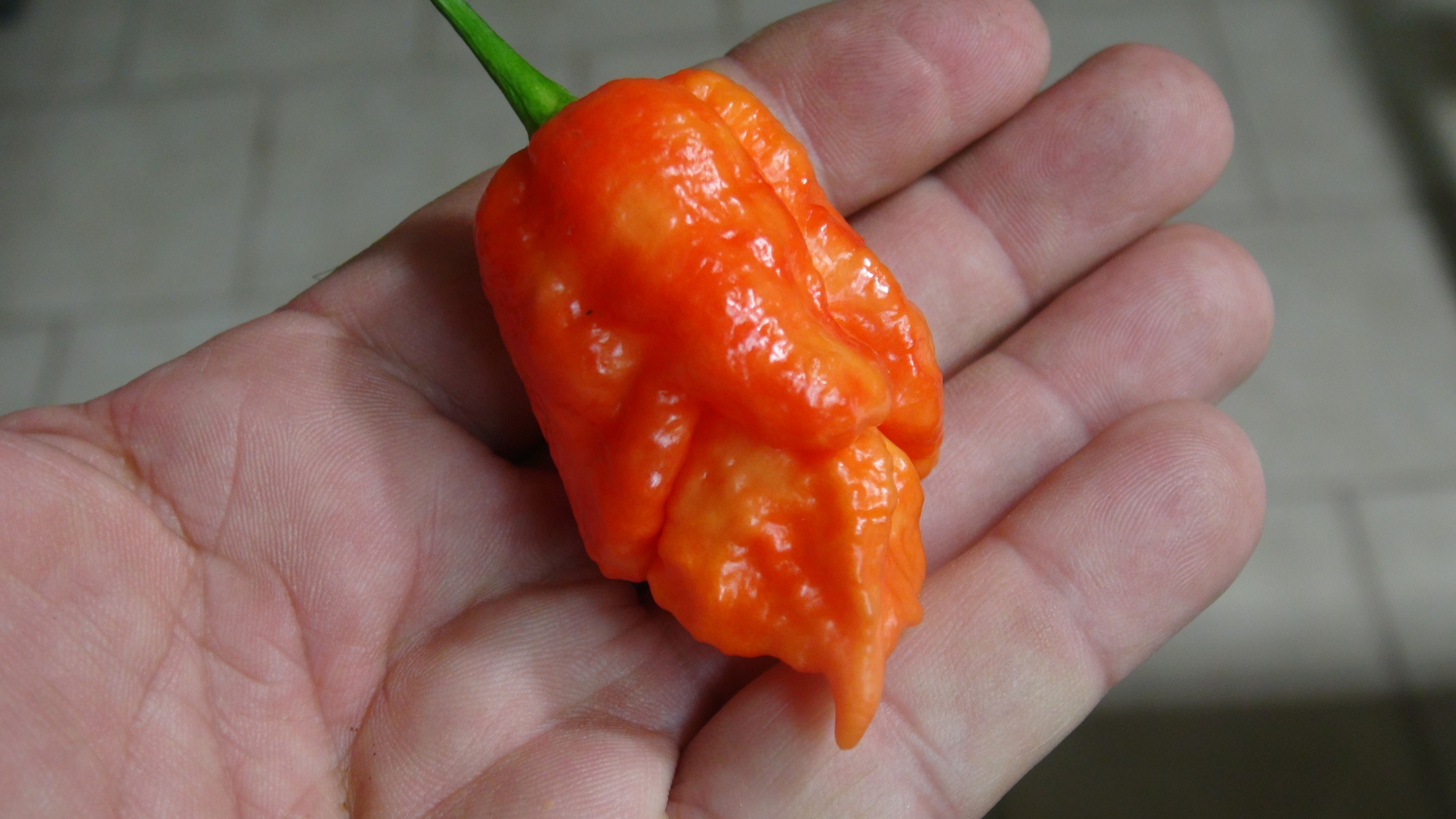 Here is the Euforia Red Pepper, Capsicum chinense, Scoville units: 500 to 2,000+ SHU. The Euforia Red Pepper origins from Ita