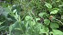 Here is the Windsor Fava Bean, Vicia faba. This broad bean variety goes way back to the 1860's and was a very popular variety. The Windsor variety Tolerates the cold extremely well and will seed on second year if left out. Plants can get to 3 feet tall and get quite bushy. The beans, with the outer seed coat removed, can be eaten raw or cooked. In young plants, the outer seed coat can be eaten, and in very young plants! We would always recommend you cook your beans before you eat them. Great variety for your fall planting! Open pollinated 40 to 85 days.Â