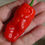 Thumbnail: Here is the Datil Red Pepper, Capsicum chinense, Scoville units: 30,000 to 70,700 SHU. The Datil Red Pepper origins are unkno