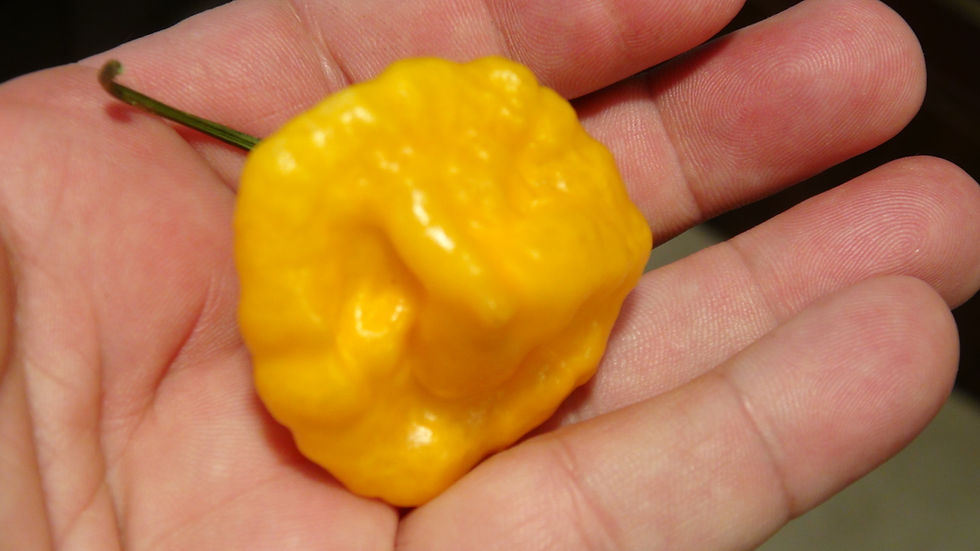 Here is the MA Wartryx Yellow, Capsicum chinense, Scoville units: 50,000 to 800,000+ SHU. This is and HRSeeds exclusive Peppe