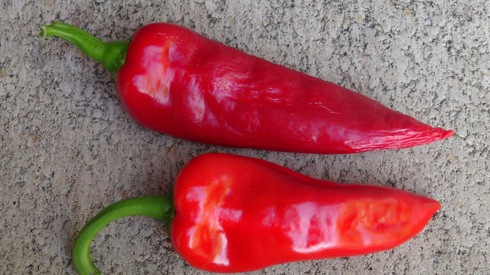 Here is the Tatli Boynuz Biber Pepper (Sweet Horn Pepper), Capsicum annuum, Scoville units: 000 ~ 50 SHU. This Turkish sweet