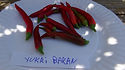 Here is the Yukari Bakan Pepper, Capsicum annuum, Scoville units: 6,000+ SHU. This is another Turkish pepper that has upright peppers. The peppers grow upwards in a cluster form of 10 to 12 peppers on every batch. These peppers make a great chili powder and can produce as many as 100 pods per plant! That is a lot of chili! We gather seeds every year and eat dozens of fresh peppers. This chili plant makes a great indoor/outdoor potted plant an will grow for many years. Plants get to around 30 inches but sometime 3 feet. Great for pickling too! Open pollinated 77 days.