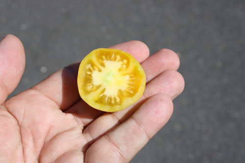 Wapsipinicon Peach Tomato | HRSeeds