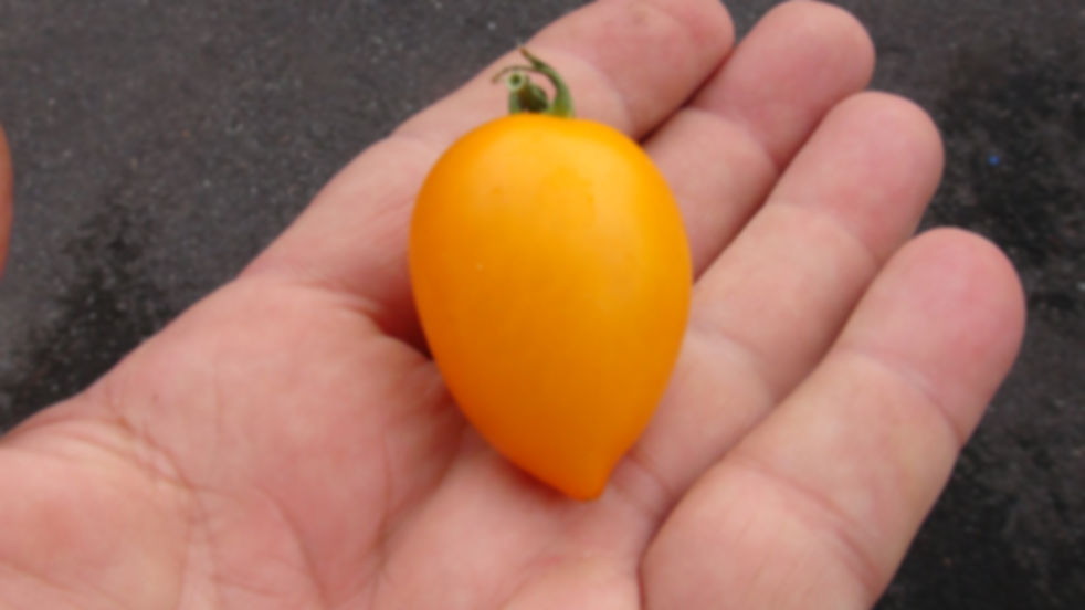 Here is the Plumbrella yellow Micro Dwarf Tomato F6, Solanum lycopersicum. This tomato originates from The Netherlands and wa