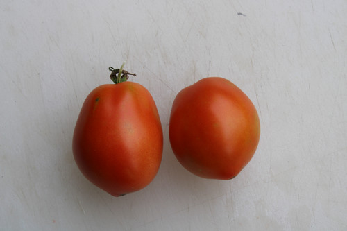 Heinz 1706 Tomato | HRSeeds