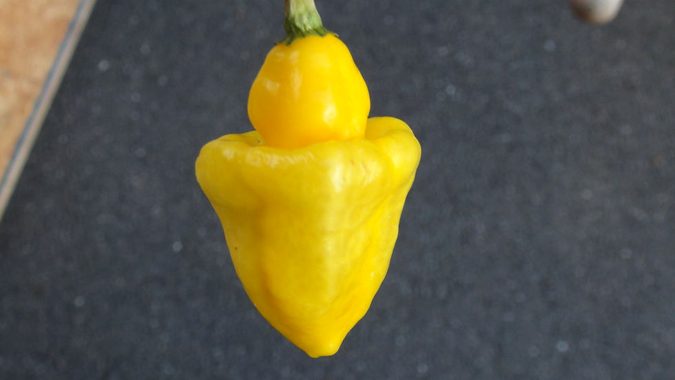 Here is the CGN 21566 Pepper, Capsicum chinense, Scoville units: 100,000 to 400,000+ SHU. This pepper originates from Brazil.