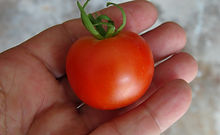 Stupice Tomato (12).JPG