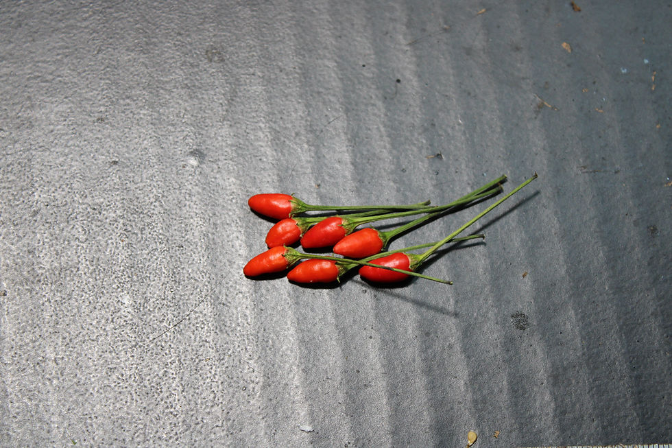 Here is the Blue Mystery Pepper, Capsicum rabenii, Scoville units: 5,000 to 15,000 SHU. The Blue Mystery Pepper originates fr