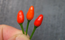 Here is the Chiltepin Phoenix Pepper, Capsicum annum var.glabriusculum, Scoville units: 80,000 to 220,000 SHU. The Chiltepin Phoenix Pepper originates from Phoenix, Arizona USA. Fruits are oblong and get to .75 inch long and turns from green to red when fully ripe. Plants can get to 96+ inches tall and grows like a vine and really spread out. Pods are high medium heat and have a really nice peppery smell. Will fruit first year and did really well in a 1 gallon pot. Plants can live for many years in pots and tend to stay around 18 inches tall and ornate if pruned on a regular basis. A must grow for any collector! Open pollinated, mid season, very hot, perennial, easy grow, 97 to 120+ days to overwinter for many years. LOT# 3 TAG# 74-2023