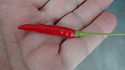 Here is the Poinsettia Pepper, Capsicum annuum, Scoville units: 5,000 to 30,000 SHU. This pepper plant is a heavy producer and has upright clusters of finger like pods an goes from lime green to orange to red! Some say its a dwarf ornamental but we found under the right conditions they can reach 4 feet tall! They make a great landscape ornamental plant and will fit in any arrangement. They also make a great house plant and winter over real well in 2 quart pots. These peppers make a great powder or flake an dry with in a few days. Open Pollinated, 60 to 75 days from transplant.