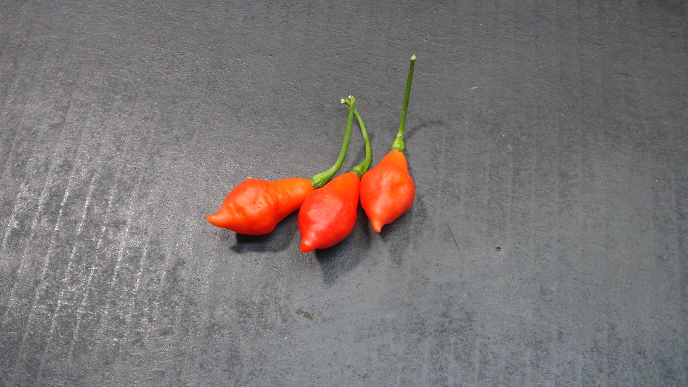 Here is the Sara's Pears Pepper, Capsicum chinense, Scoville units: 95,500 to 140,000 SHU. The Sara's Pears Pepper originates