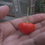 Thumbnail: Here is the Peito de Moça Pepper, Capsicum baccatum, Scoville units: 10,000 ~ 50,000 SHU. This pepper originates from Brazil
