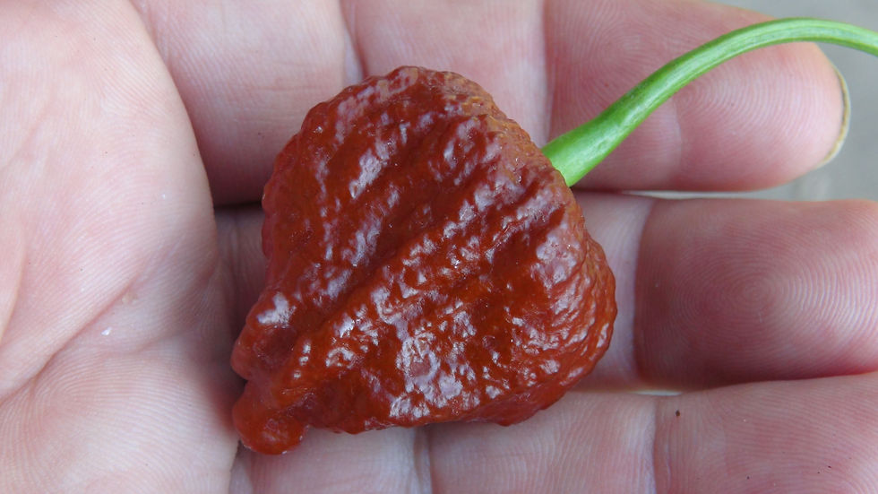 Here is the Black Bhutlah Pepper, Capsicum chinense, Scoville units: 1,000,000+ SHU. This pepper is said to be an F-3 and a f
