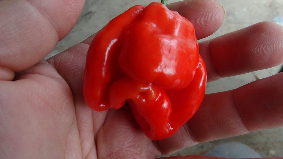 Thumbnail: Here is the Trinidad Scorpion Sweet Pepper, Capsicum chinense, Scoville units: 2,500 ~ 200,000 SHU. The Pepper originates fro