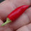 Thumbnail: Here is the Candlelight Pepper, Capsicum annuum, Scoville Units: 500 ~ 5,000 SHU. This ornamental is very popular in front ya