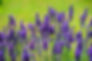 Thumbnail: True Lavender, Lavandula angustifolia is native to the Old World and is found from Cape Verde and the Canary Islands. The flo
