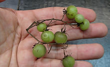 Here is the Peruvian Wild Tomato Type 1, Lycopersicon peruvianum, Solanum peruvianum, new for 2023. This wild tomato from central Peru to northern Chile is a very rare tomato type to come across! It is Indeterminate, semi regular leaf, perennial and produces 1/2" sized, pale green and one stripe on bottom, with some purple shoulders. The tomatoes have a smooth pale skin and can be heavy producing variety. We found this variety to be resistant to most diseases. The fruits are edible but may contain some alkaloids when unripe. This species tends to handle colder climates and grows well in very dry conditions. This verity appears to be self-compatible but fruits late in season. NOT a beginners tomato, seeds are tiny an need lots attention when starting, Open pollinated, indeterminate, regular leaf, mid to late season, green, currant, fresh, 75 to 120+ days. LOT# 1 TAG# 208-2023