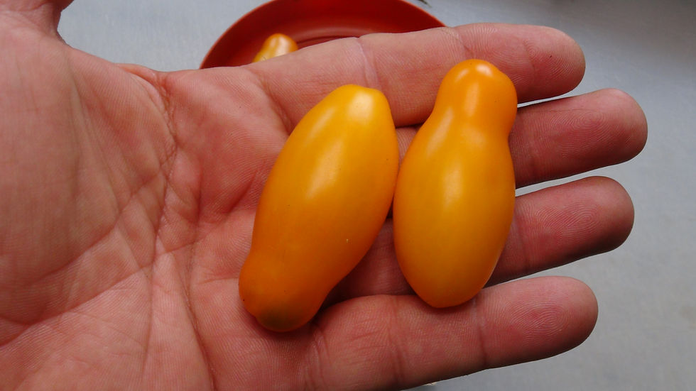 Thumbnail: Here is the Borghese Vase Roman Tomato, Solanum lycopersicum. This variety originates from the USA and was created by Tom Wag