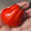 Thumbnail: Here is the Canestrino Di Lucca Tomato, Solanum lycopersicum. This tomato originates from Lucca in the province of Tuscany, I