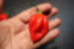 Here is the Caribbean Red Habanero Pepper, Capsicum chinense, Scoville units: 200,000 to 500,000 SHU. This pepper originates