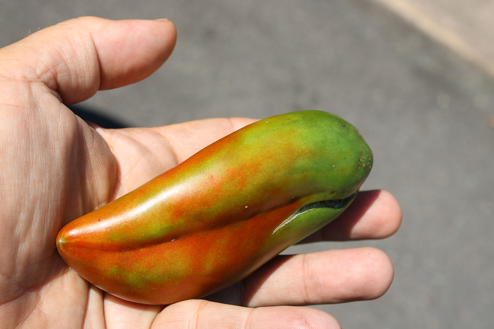 Thumbnail: Here is the Cresta Di Fuoco Tomato, Solanum lycopersicum. This heirloom tomato originates from Italy. The Cresta Di Fuoco Tom