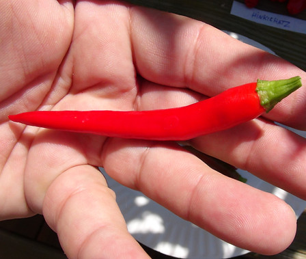 Here is the Yukari Bakan Pepper, Capsicum annuum, Scoville units: 6,000+ SHU. This is another Turkish pepper that has upright peppers. The peppers grow upwards in a cluster form of 10 to 12 peppers on every batch. These peppers make a great chili powder and can produce as many as 100 pods per plant! That is a lot of chili! We gather seeds every year and eat dozens of fresh peppers. This chili plant makes a great indoor/outdoor potted plant an will grow for many years. Plants get to around 30 inches but sometime 3 feet. Great for pickling too! Open pollinated 77 days.