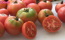 Here is the Porter Tomato, Solanum lycopersicum, PI# 270281. This tomato was developed by V. O. Porter from Porter & Son Seed Company,Texas and was specifically created for the Texas climate. These tomatoes are a nice pink color sometimes with greenish shoulders. Most of the tomatoes are round but some do get a ovate shape. It also makes a great tomato sauce as well. Highly productive and produced 4 oz fruits all the way up to the first frost! Open pollinated. Indeterminate. 70 days.