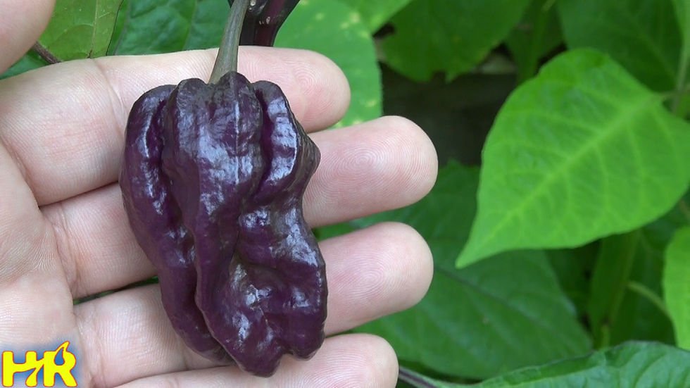 Thumbnail: Yaki Blue Fawn Pepper