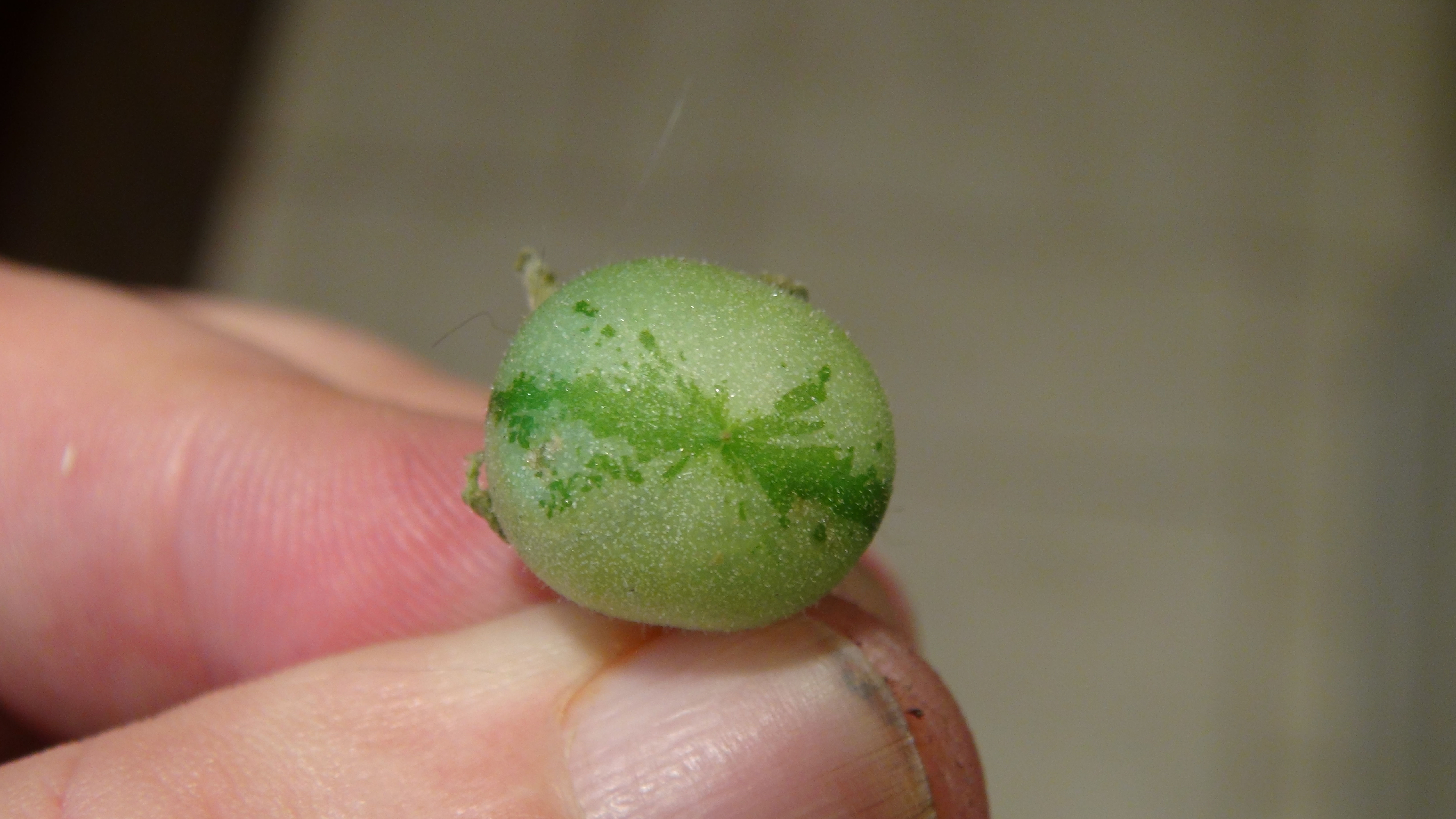 Here is the J.F. Macbr's Wild Tomato (LA1339) PI 365949, Solanum corneliomulleri. This wild tomato originates and was collect