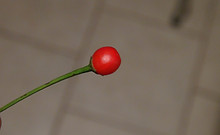 Here is the Chilitepin Tucson Pepper, Capsicum annuum var. glabriusculum, Scoville units: 68,000 to 120,000 SHU. The Chilitepin Tucson Pepper originates from Tucson, Arizona USA. This pepper has a high heat with fruit getting to 1/4 inch round and turns from green to red skin when fully ripe. Plants can get to 3.5+ feet tall and tend to be a semi bushy plant but if pruned they tend to stay smaller. Pods have a hot wild annuum pepper flavor with a very nice smoothness that is very satisfying and works with any dish! A must grow for any chef, cook or collector! Open pollinated, late season, green to red, perennial, easy grow, 95 to 140+ days to overwintering for many years. LOT# 4 SEC1C TAG# 000-2022