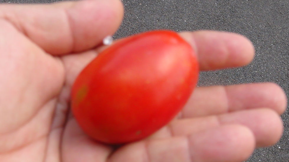 Here is the Amish Paste Tomato, Solanum lycopersicum. This tomato originates from the Amish near Lancaster, Pennsylvania USA.