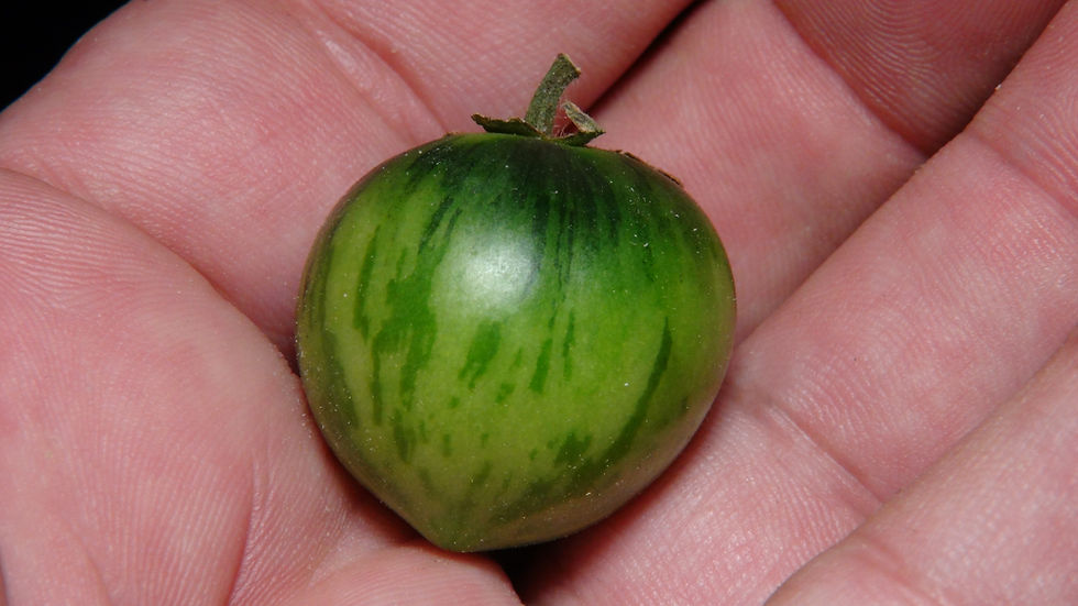 Thumbnail: Here is the Strawberry Tiger Tomato, Solanum lycopersicum. This tomato originates from Española New Mexico, USA and was creat
