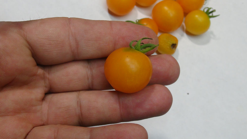Thumbnail: Here is the Lemon Sherbet Micro Dwarf Tomato, Solanum lycopersicum. This tomato origins are unknown. The fruits are a small y