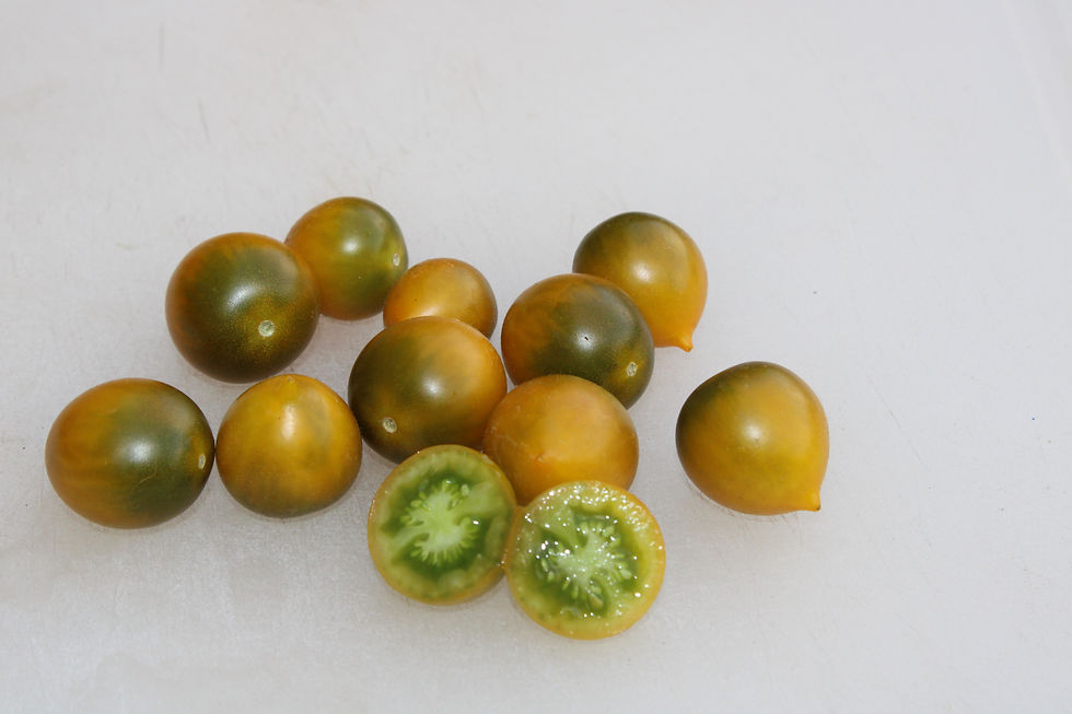 Here is the Loi's Baby Tiger Amber Micro Dwarf Tomato, Solanum lycopersicum. This tomato origins are unknown. The fruits are