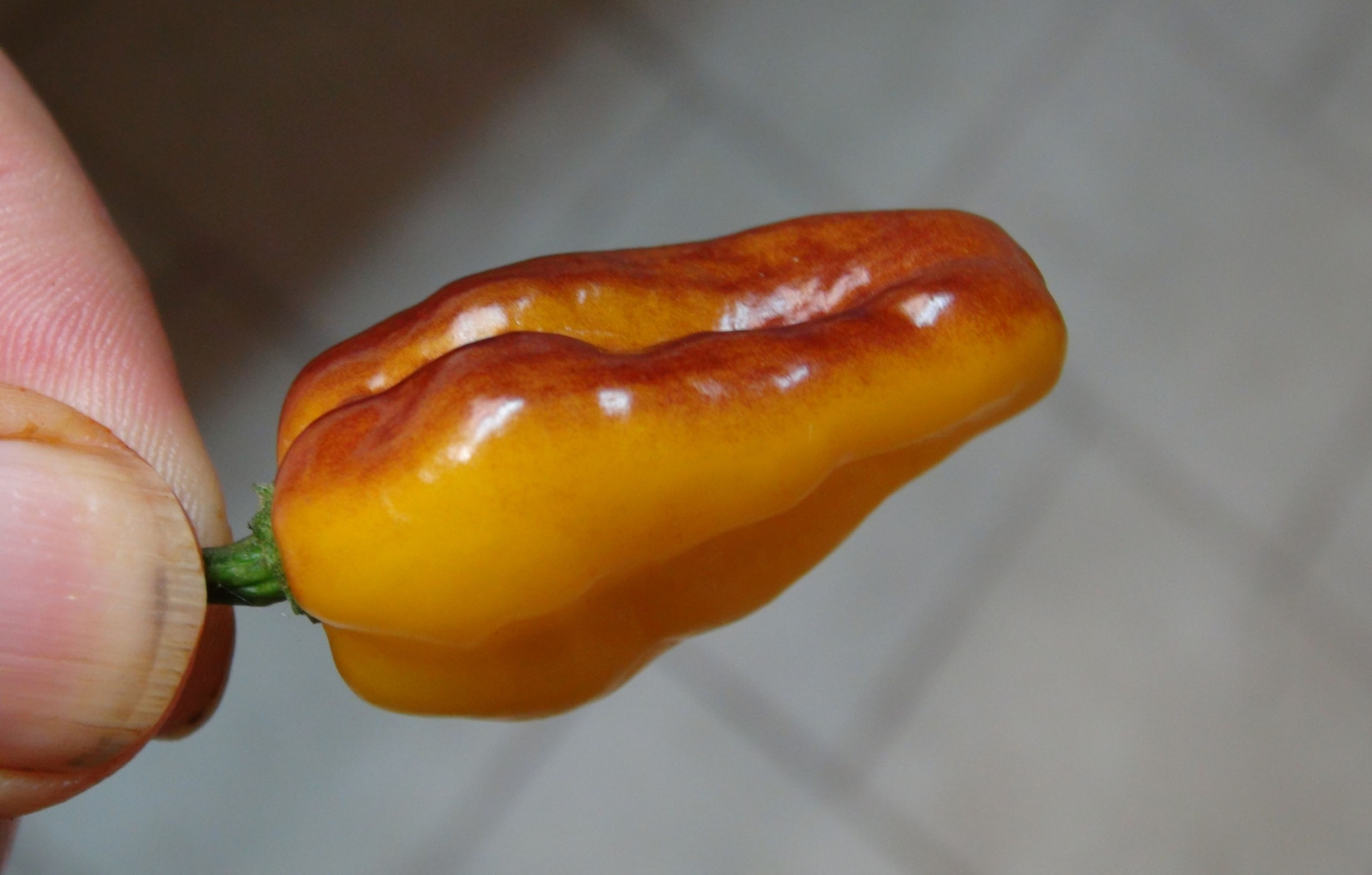 Here is the Puma Hot Pepper, Capsicum chinense, Scoville units: 275,000 to 450,000 SHU. The Puma Hot Pepper originates from I