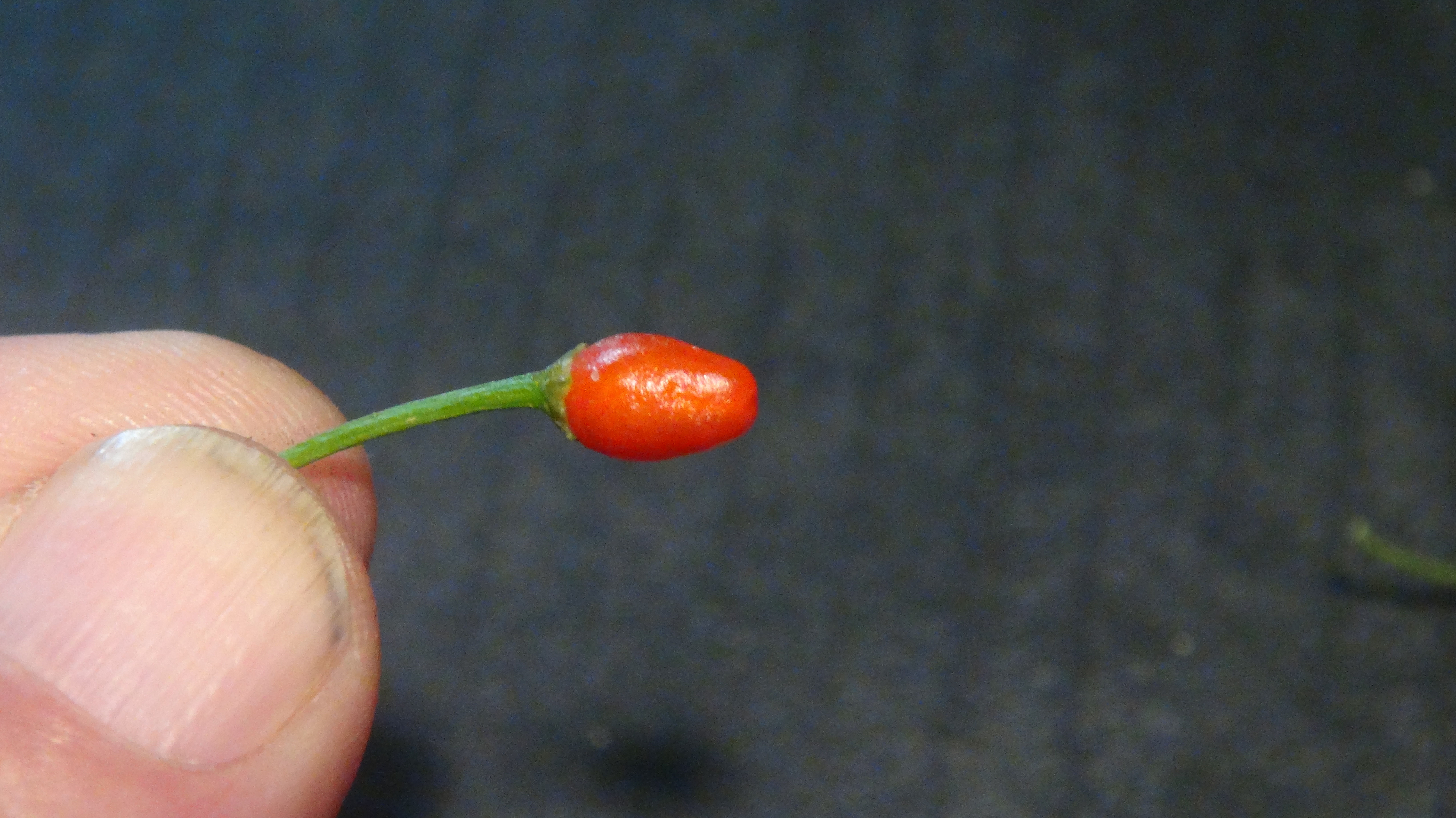Here is the Guatemalan Chiltepin Pepper, Capsicum annuum var. Glabriusculum, Scoville units: 50,000 to 100,000+ SHU. This Chi