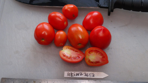 tomato③ Azure Market Organics Diced Tomatoes in Juice, Fire Roasted