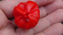 Here is the Aji Rainforest Pepper, Capsicum baccatum, Scoville units: 10,000 to 50,000 SHU. This pepper originates from the Brazilian rain forest. The pepper plant is a heavy producer getting to 4.5 feet tall and spread out and has pendent blocky like pods that are very strange in shape an goes from light green to orange to red! We did not find this pepper to be to hot but the burn was a warm glowing type burn with a classic baccatum flavor! It is said that some plants may show some variegated foliage but so far we haven't seen any yet. Open Pollinated, 110 days from transplants.