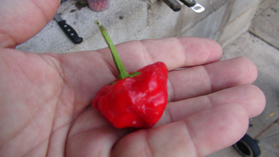 Thumbnail: Here is the Jamaican Red Scotch Bonnet Pepper, Capsicum annuum, Scoville units: 70,000 to 200,000 SHU. The Jamaican Red Scotc