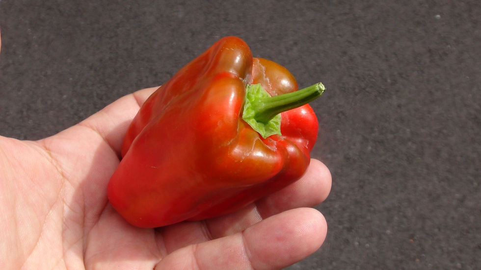Thumbnail: Here is the Golbasi Pepper, Capsicum annuum. Scoville units: 000 SHU. This pepper originates from the city of Gölbaşı in Turk