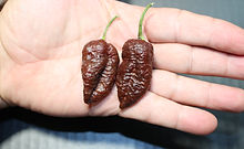 Apocalypse Scorpion Chocolate Pepper, Capsicum chinense, HRSeeds