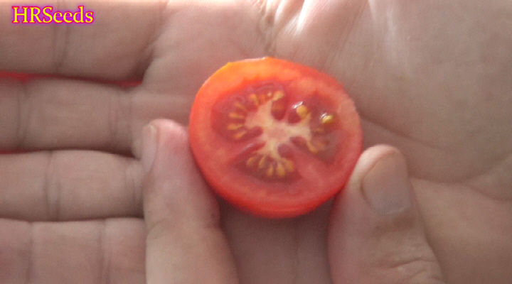 Thumbnail: Here is the Little Red Globe Tomato, Solanum lycopersicum, We received seeds for this tomato through a seed trade several yea